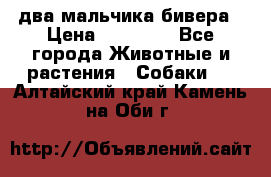 два мальчика бивера › Цена ­ 19 000 - Все города Животные и растения » Собаки   . Алтайский край,Камень-на-Оби г.